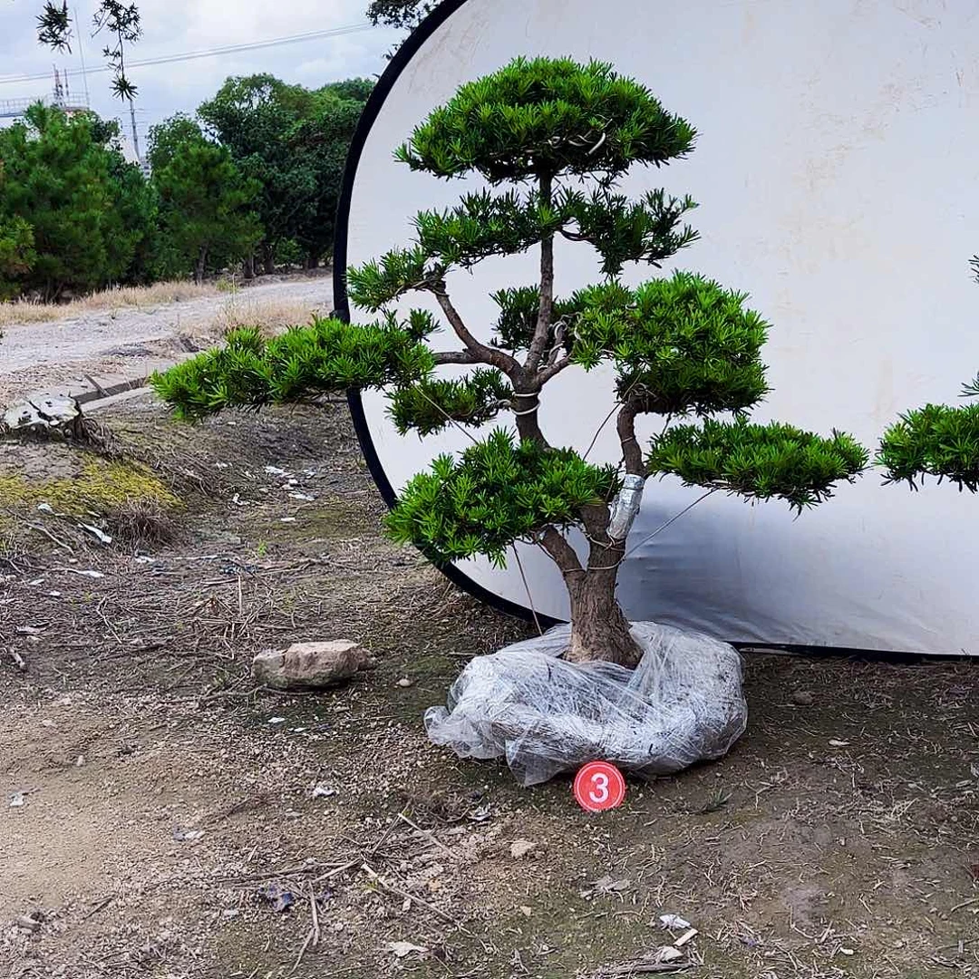 完全开放精品精品小叶雀舌罗汉松盆景