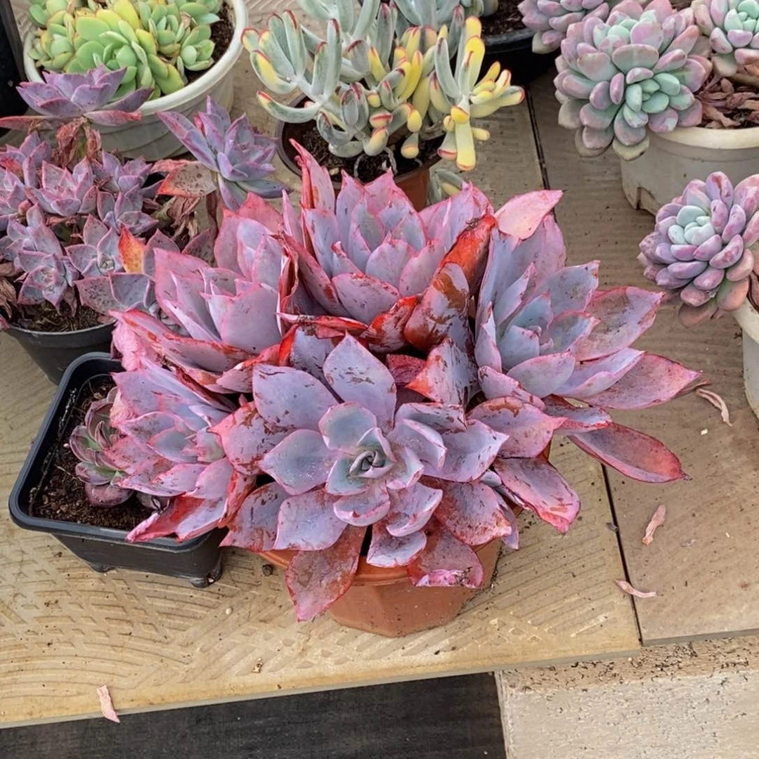 四*48包邮一物一拍多肉植物
