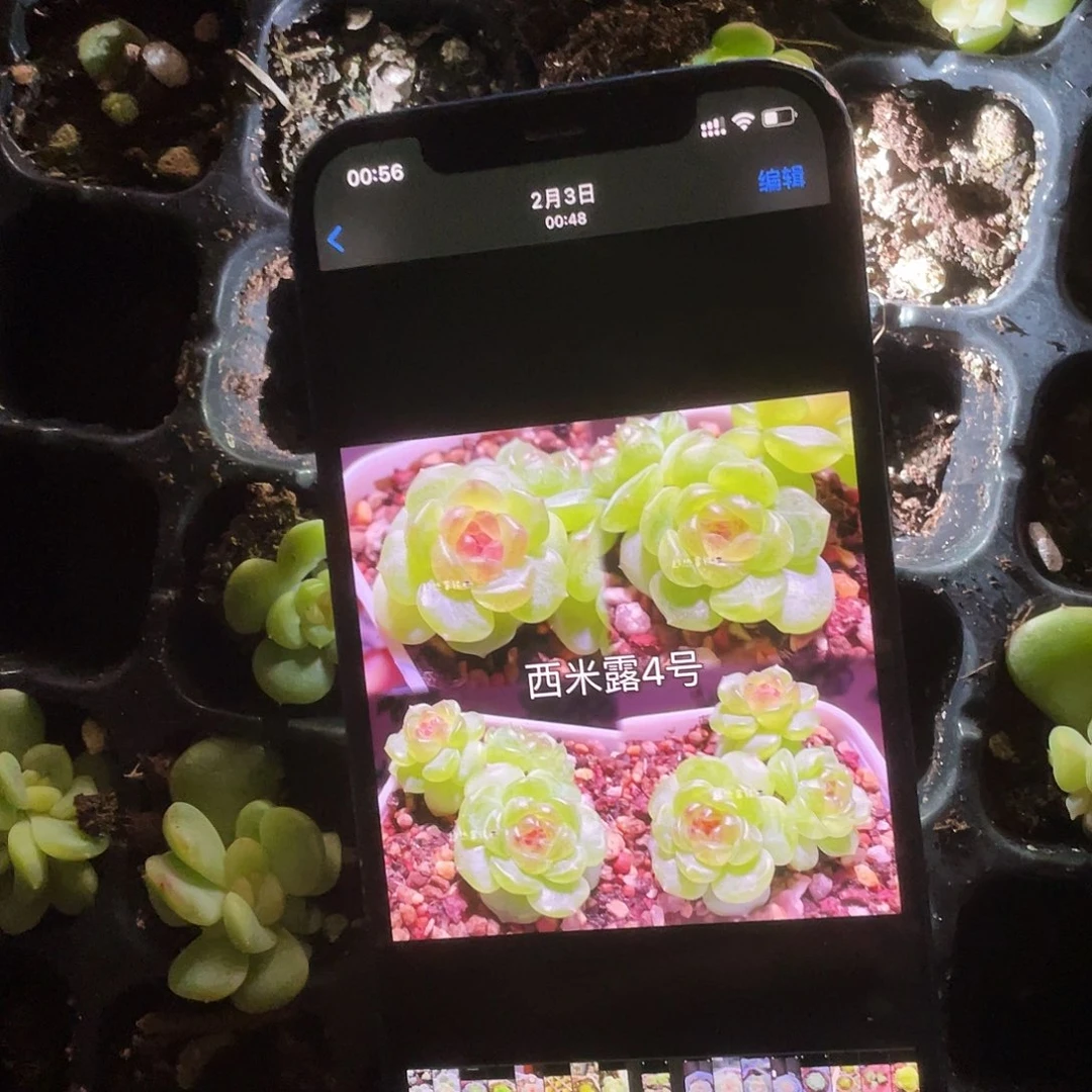 西米露4号中苗穴一个满25包邮