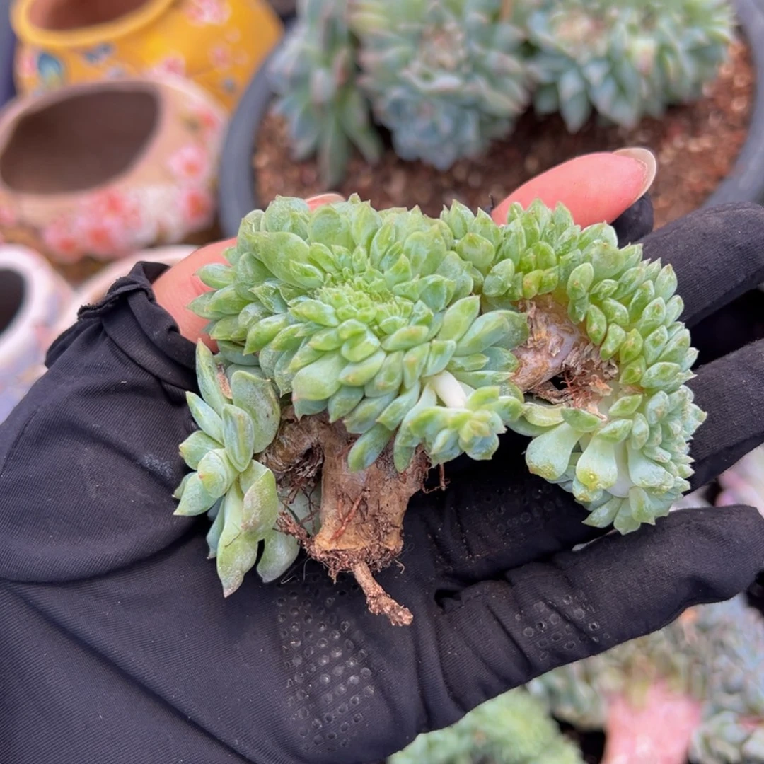 熊***熊黄心冰魄缀 天天开心