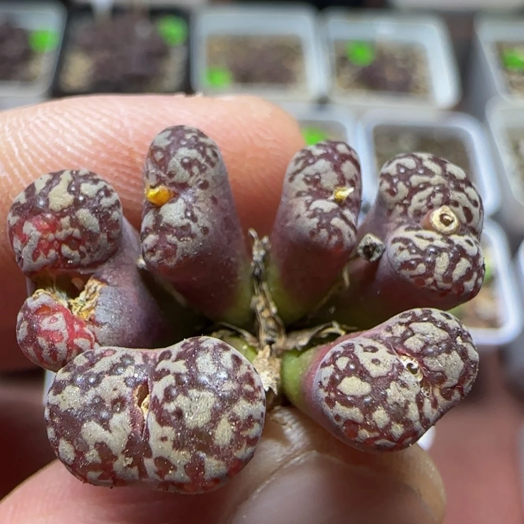 漂漂亮亮多肉植物92