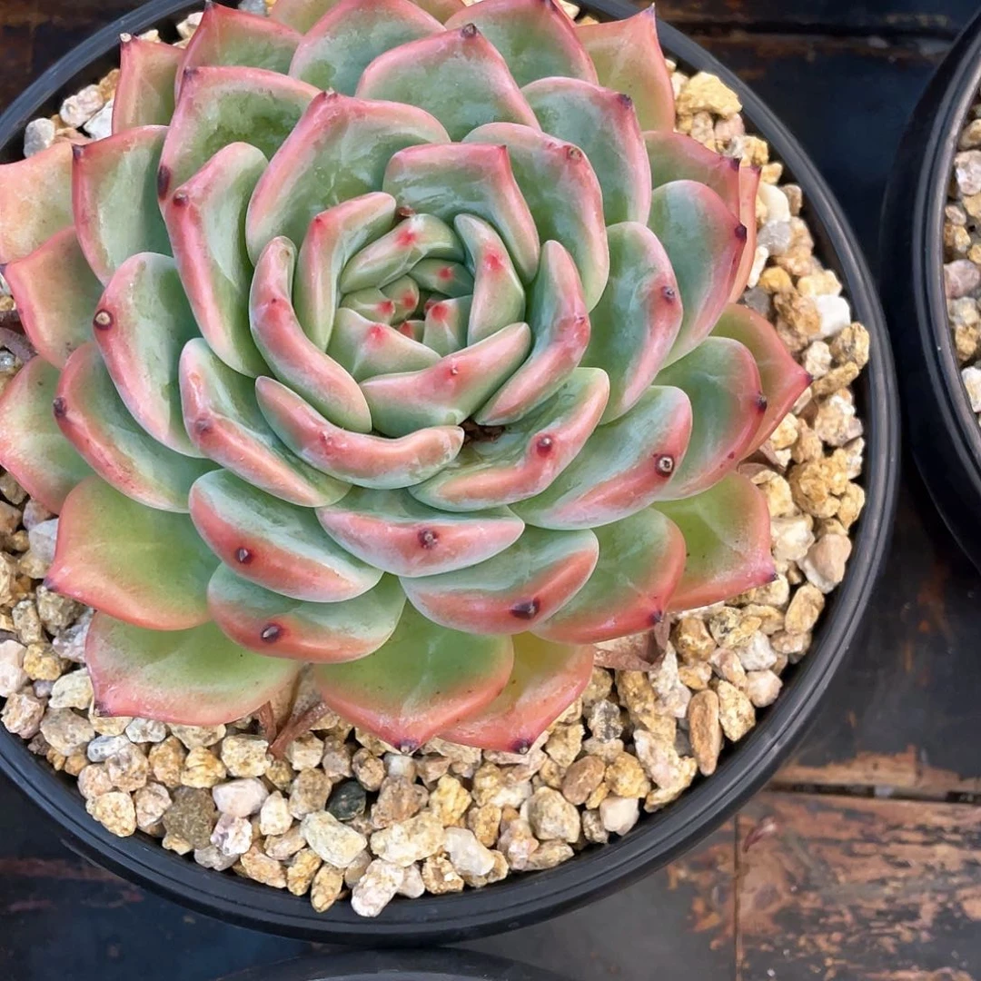 多肉植物一物一拍