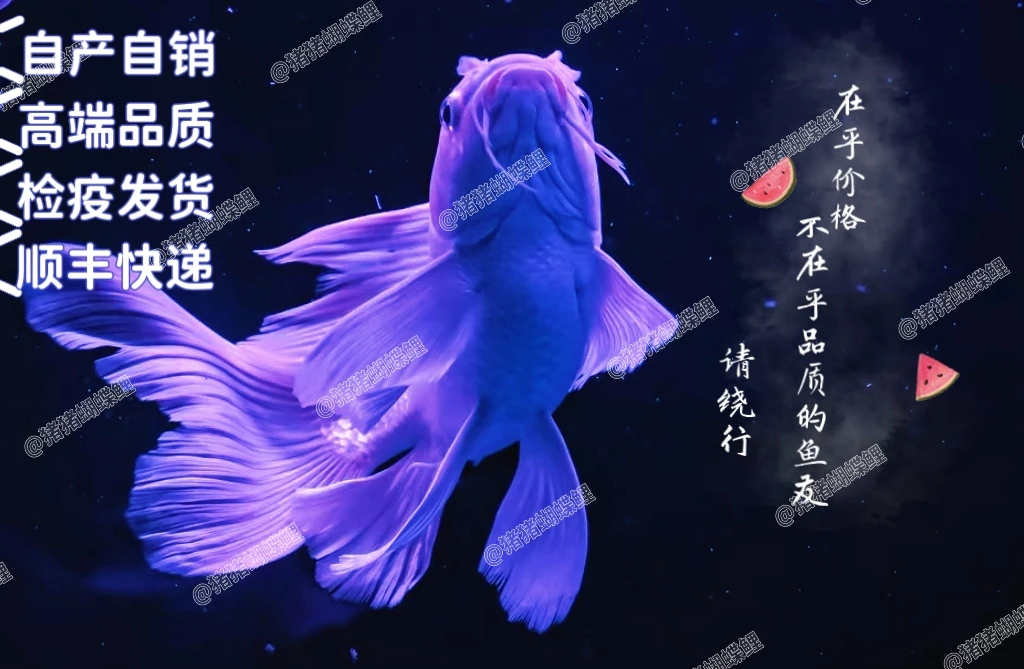 【猪猪蝴蝶鲤】16-18公分白球/白短顺丰狮子头赛级精品渔场