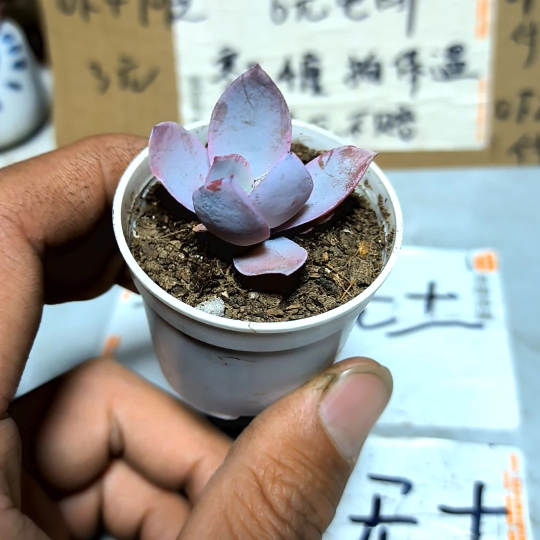 满6元包邮，广寒宫小苗