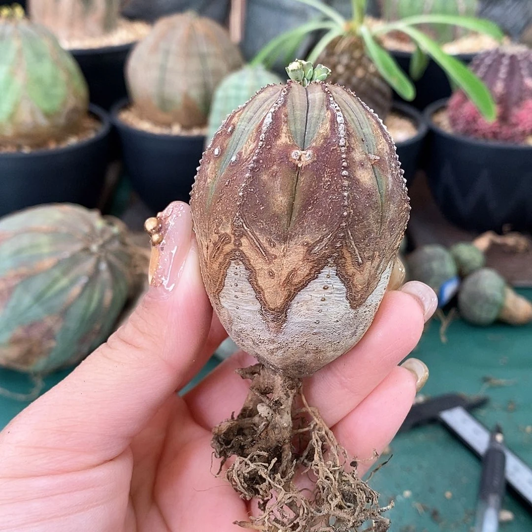 布纹球精品一物一拍