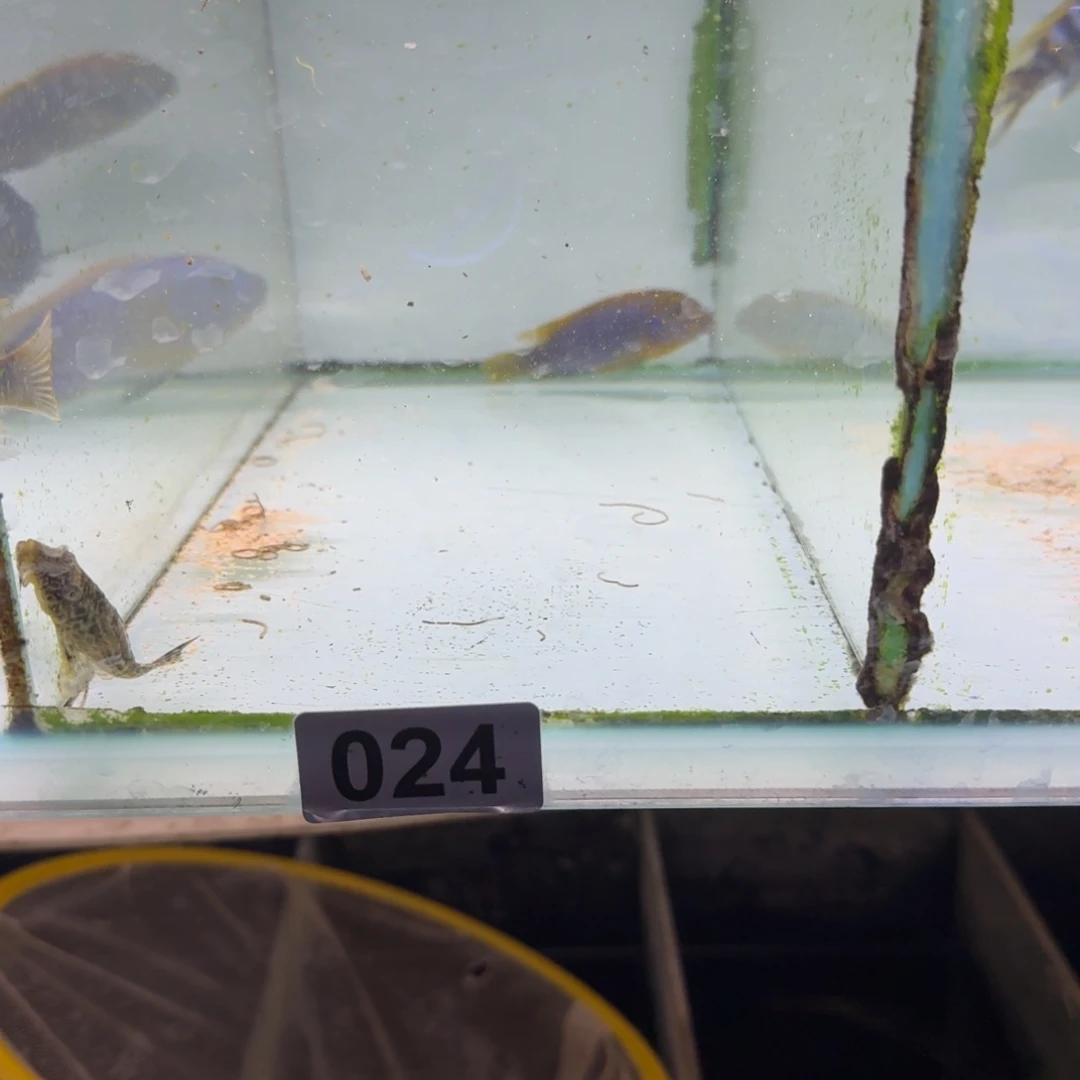 安***拉慈鲷鱼24号宏基8厘米左右