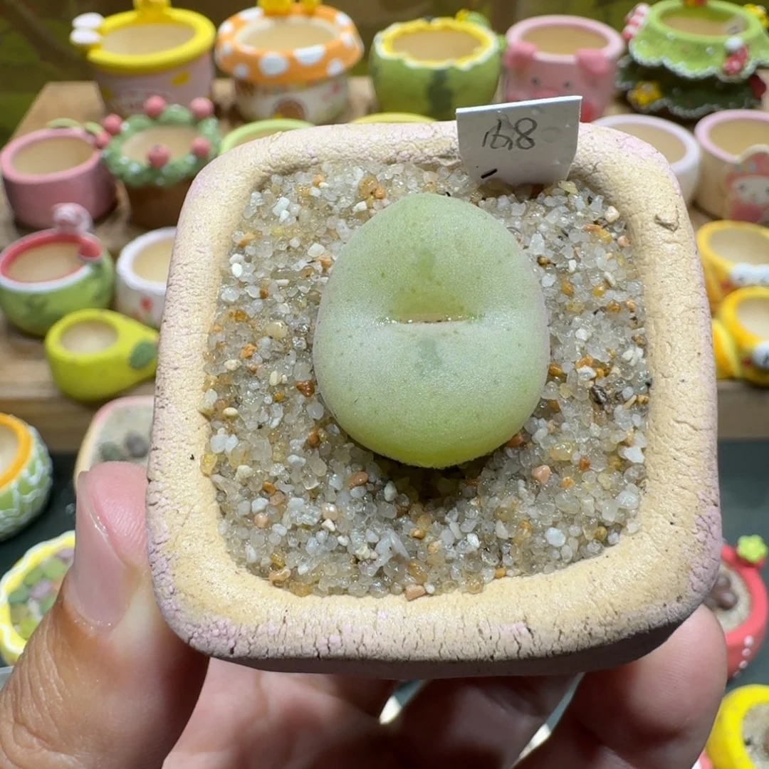 蘑菇1060空卡佛多肉植物