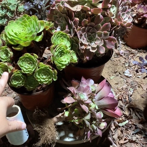 萍***子897三颗法师多肉植物老桩