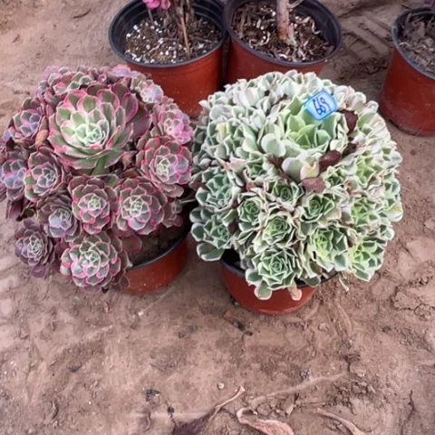 669多肉植物组合，