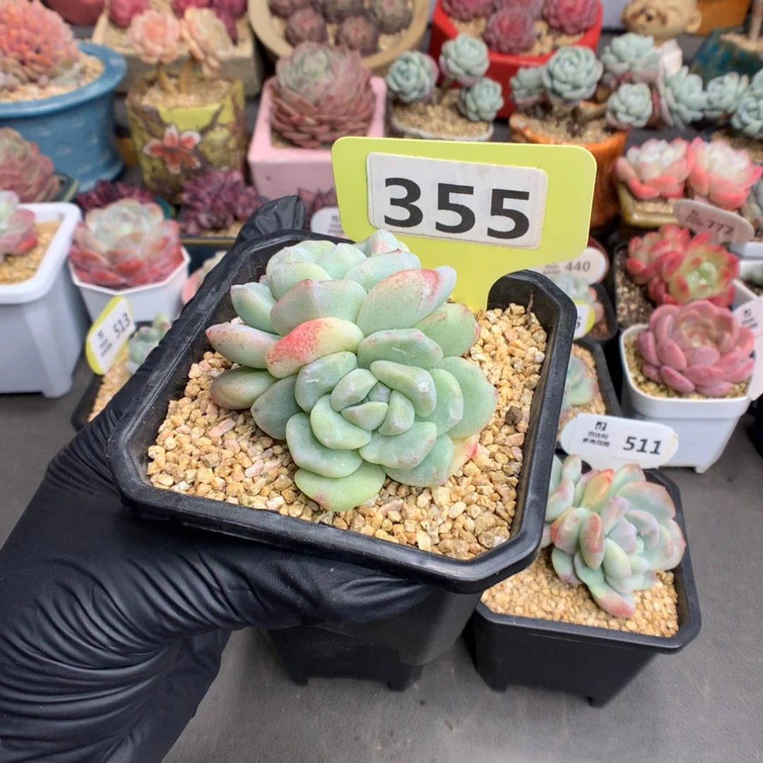 南***.355 冰玉石化多肉