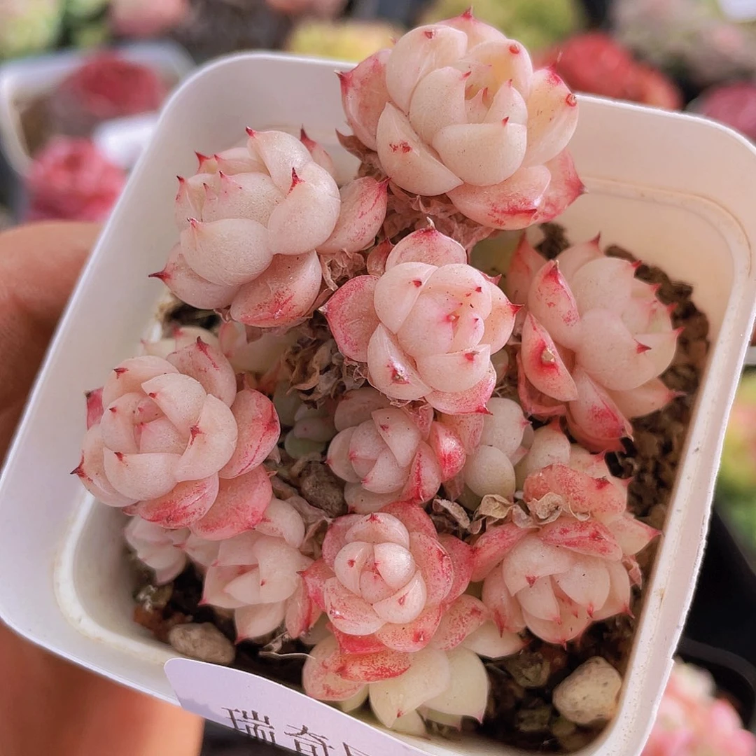 0000000000039一物一拍