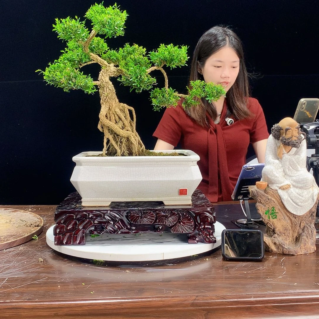 完全开放广东皱皮雀舌黄杨