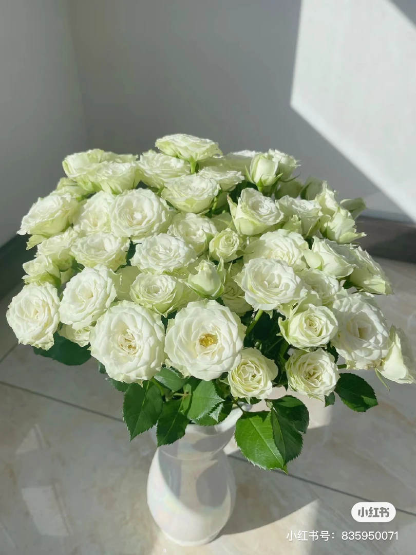 【好物鲜花】A繁星多头玫瑰10支