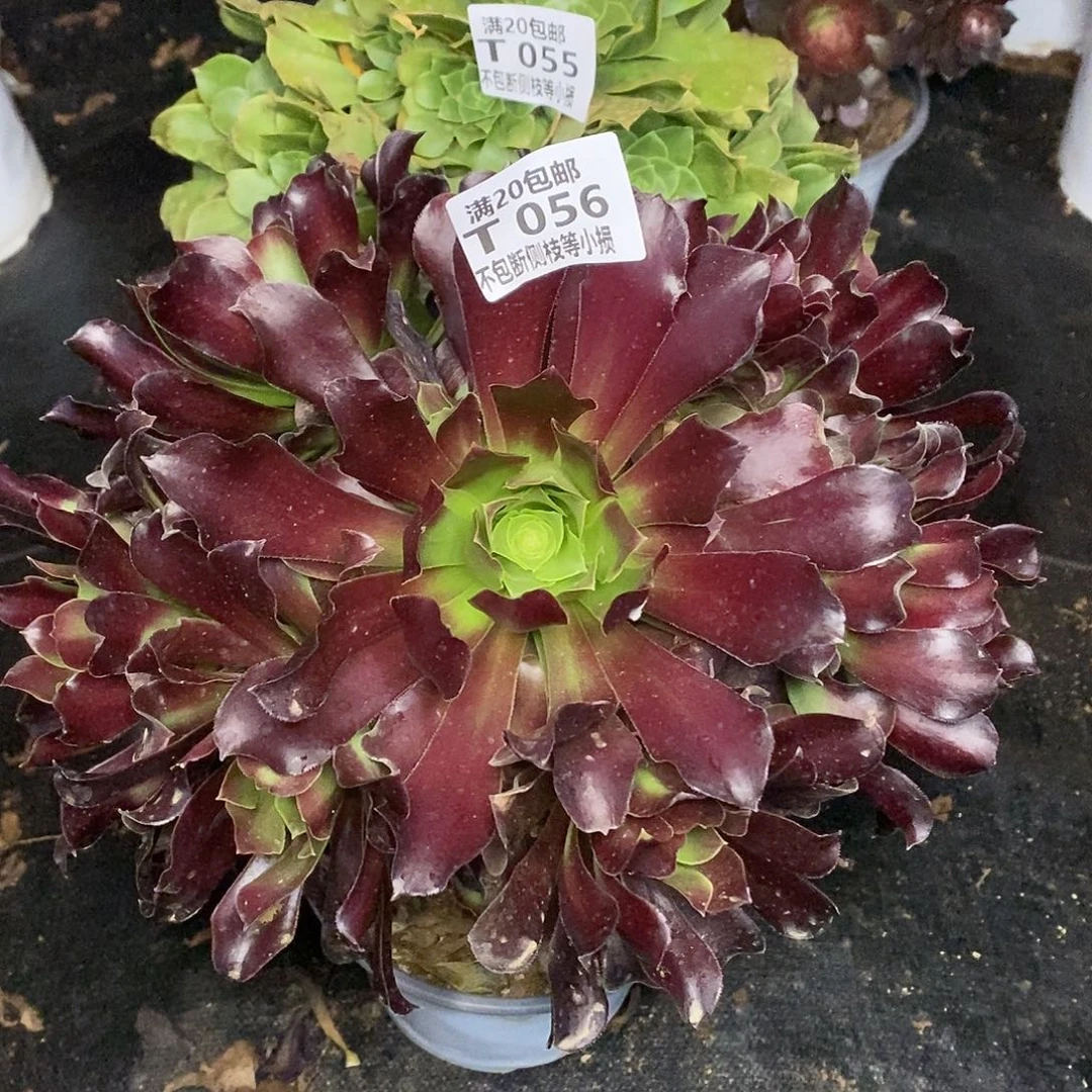 ❤️***055056绿羊绒欧若拉多肉