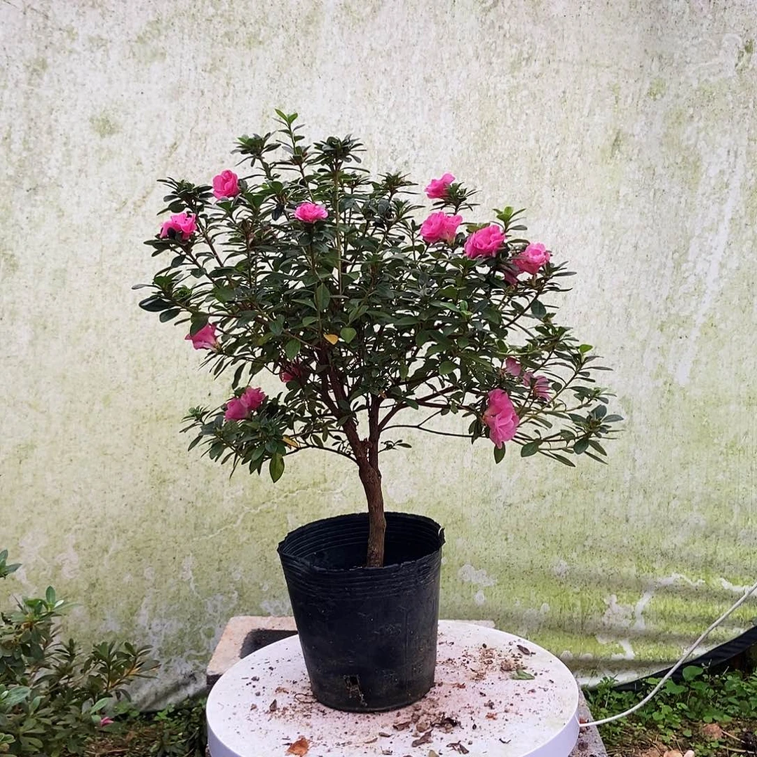完全开放四季小玫瑰