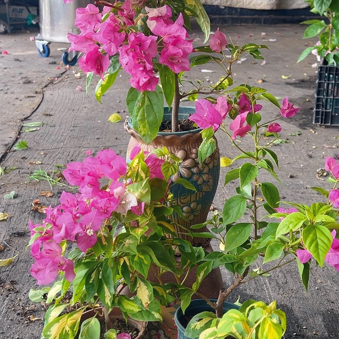 当前无花栽培后可以开花金心双色掌中宝一棵