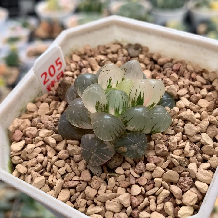 205姬玉露锦多肉植物十二卷