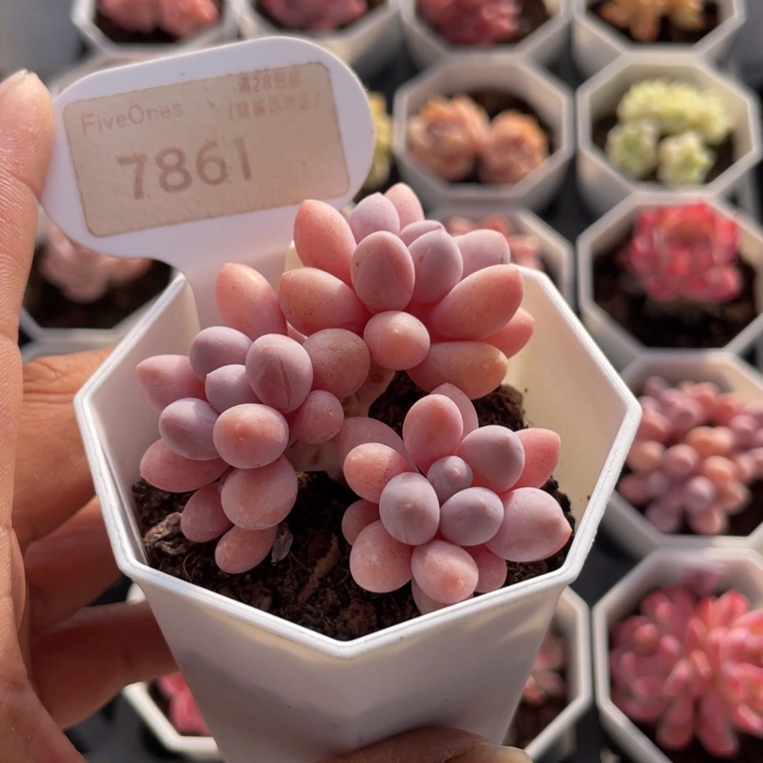 粉色恋人7861-5.5厘米