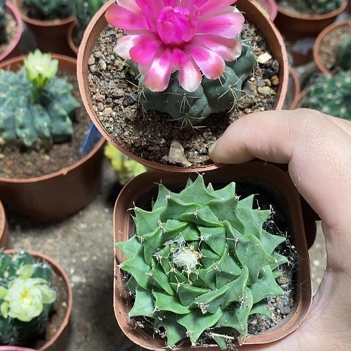 雁姐地灌加粉紫菲原盆土花拿掉