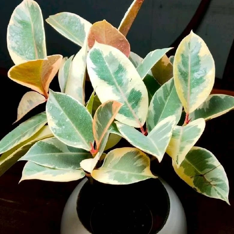 绿植直播间 一物一拍 签收退货运费自付