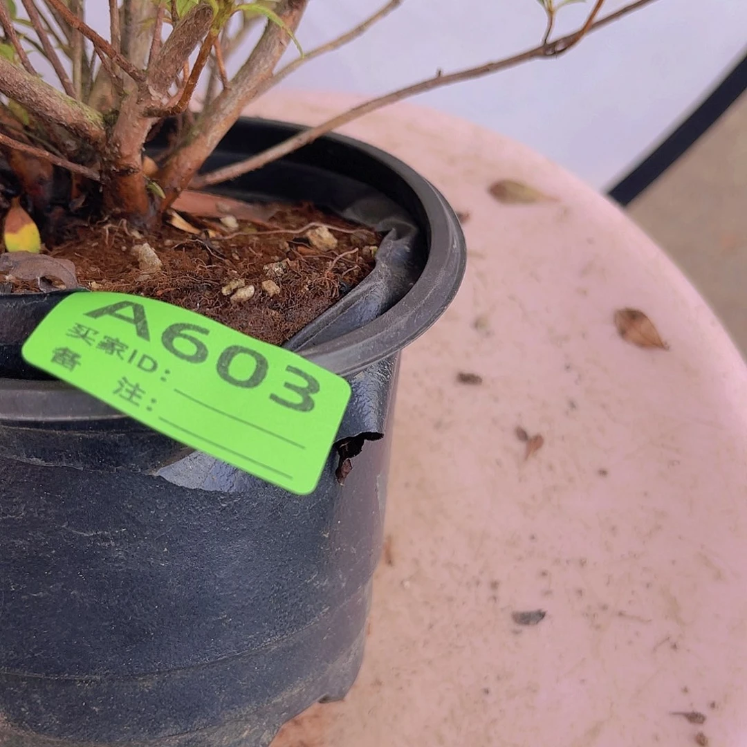 红陶直播时间一直一直