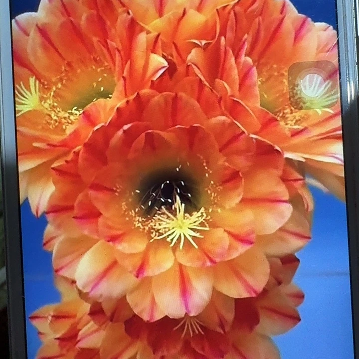 火焰魔术侧芽5公分左右毛花柱（20包邮）