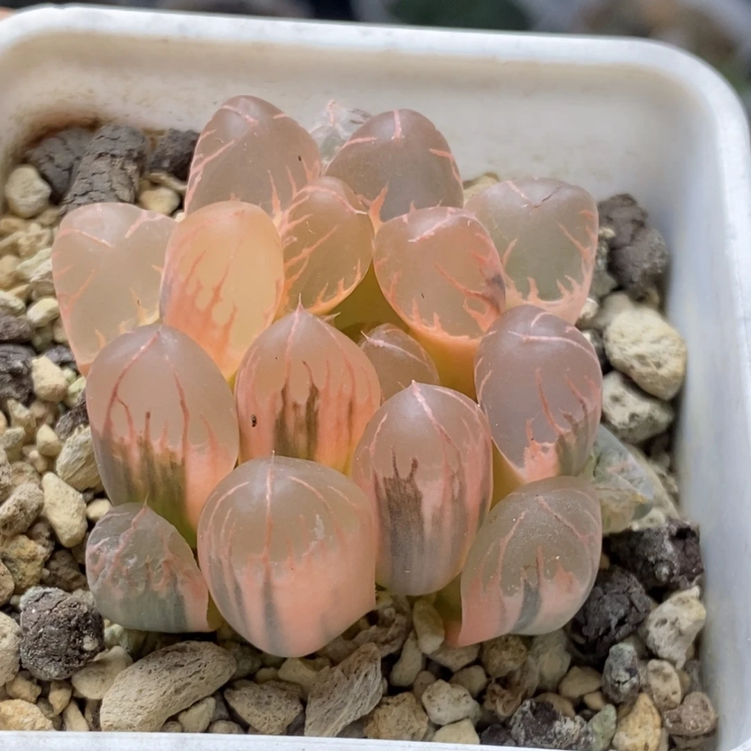 糊斑灵犀玉露锦多肉植物