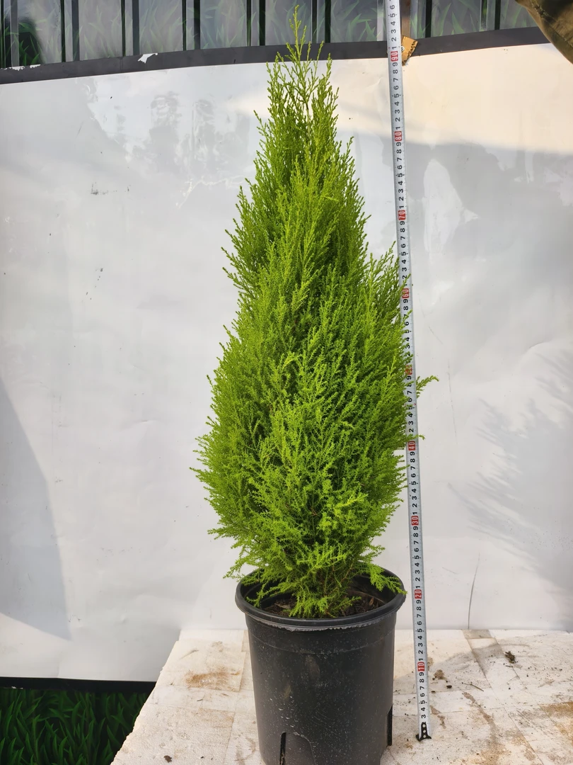 小香松室内侧柏树圣诞树棒棒糖宝塔型露天庭院种植绿植柏树松柏