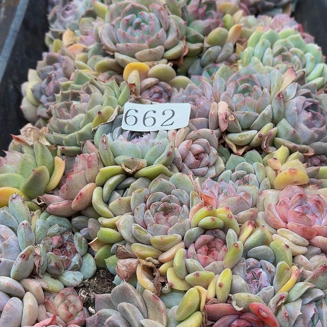 开****?多肉植物多肉植物662