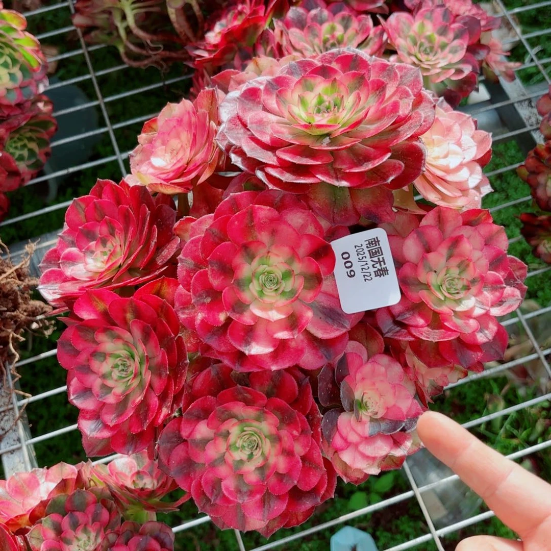 一物一拍多肉法师09