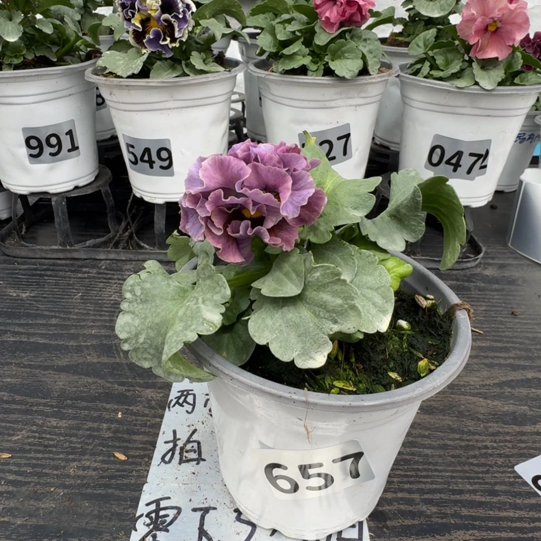 全部花朵657号洛可可