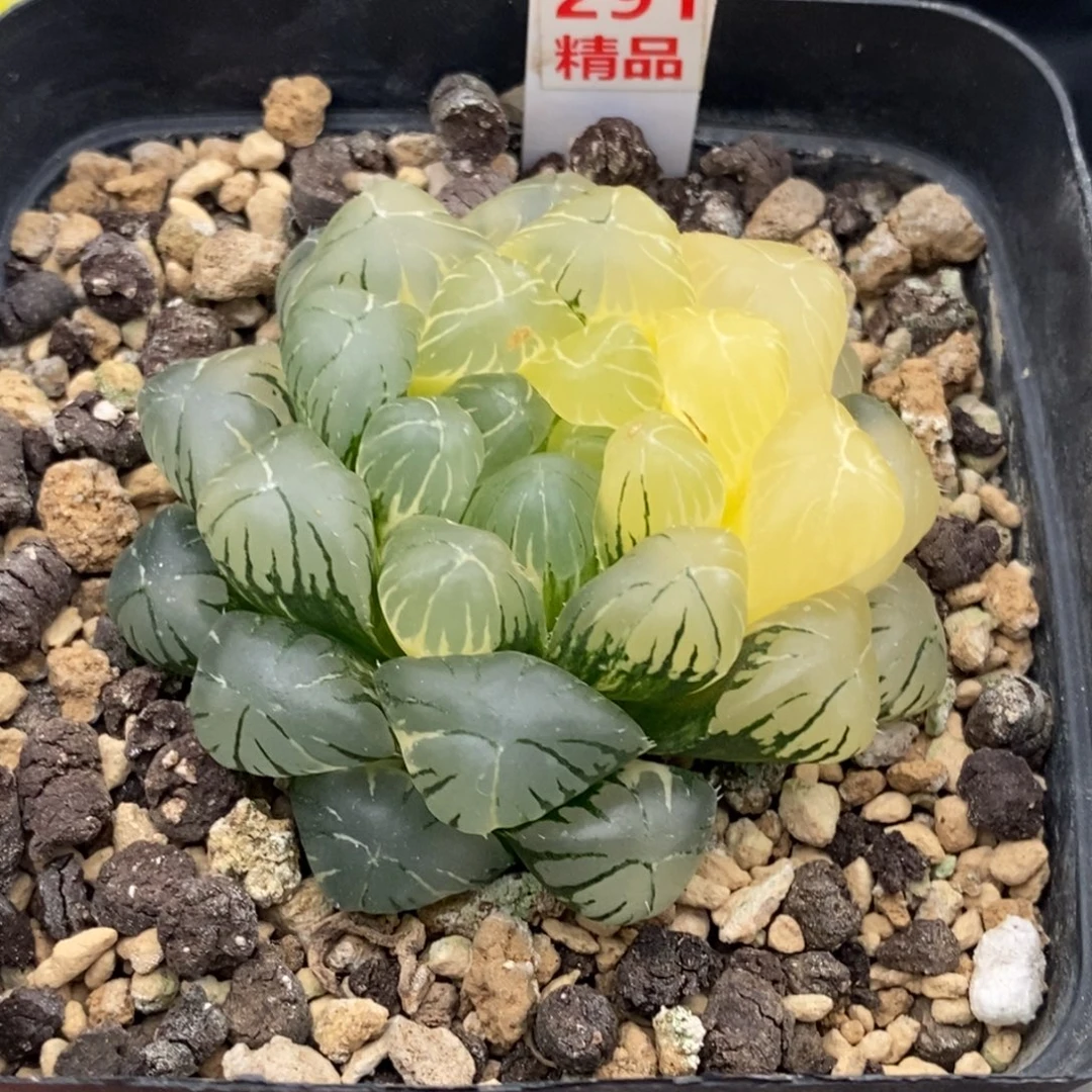 291号实生湖水玉露锦