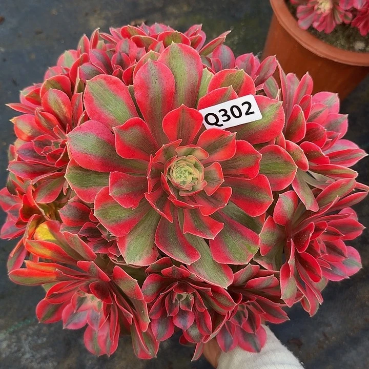 302粉女妖44冠服25左右