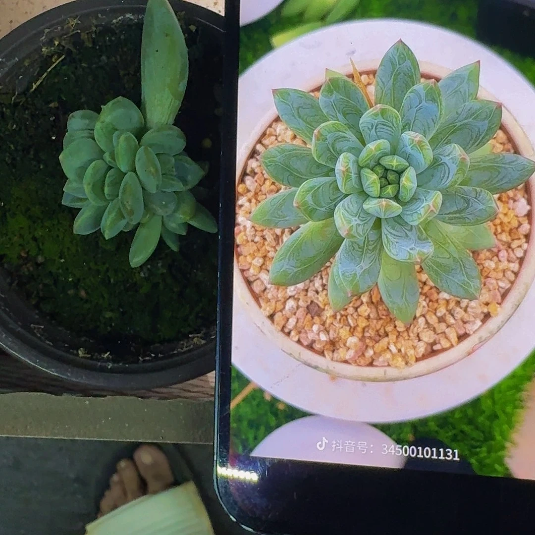 艾米丽 叶插  一物一拍