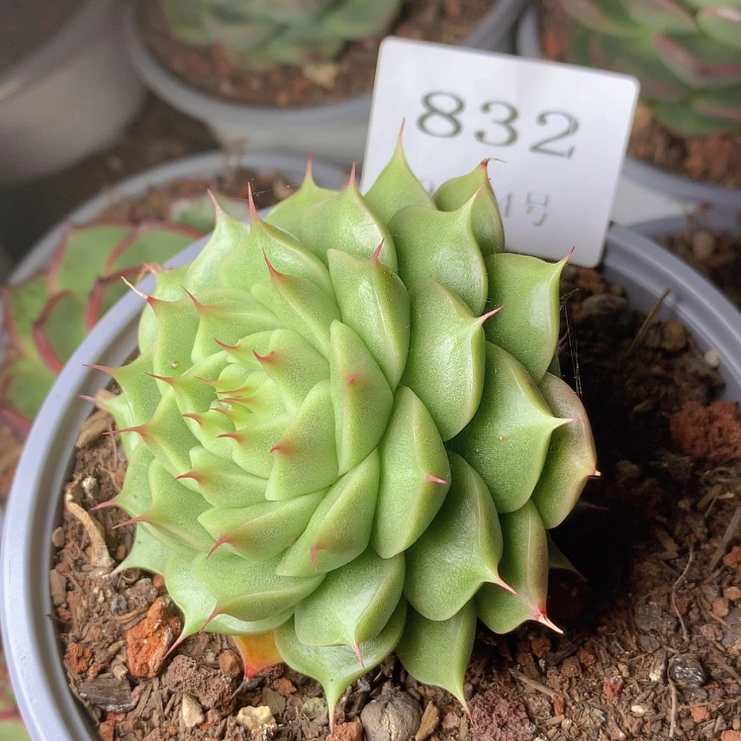 【闪购商品】云832号七厘米