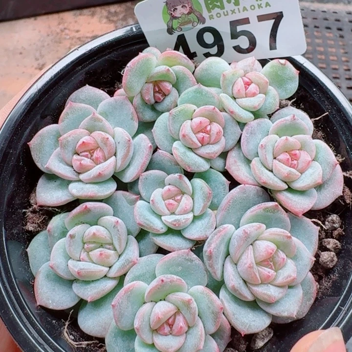 多肉植物多肉植物