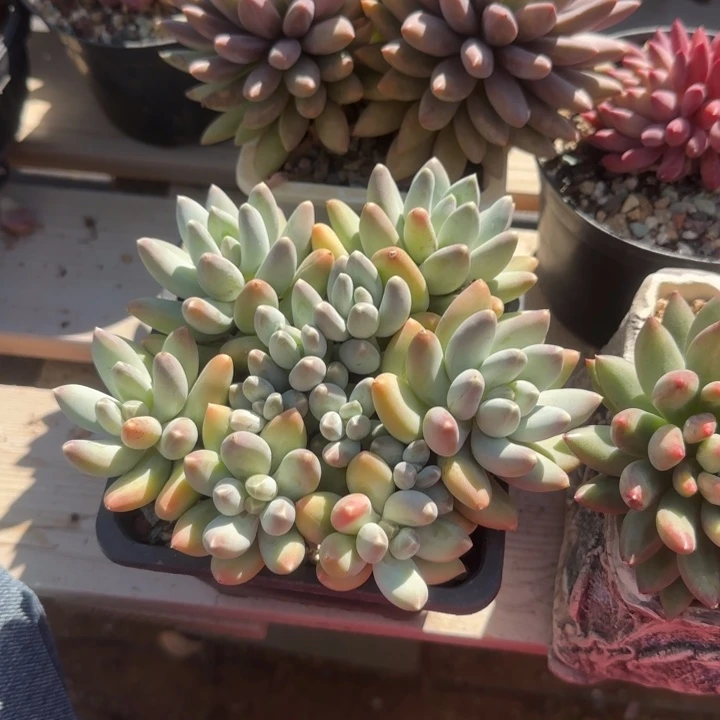 松果美人老桩五十包邮