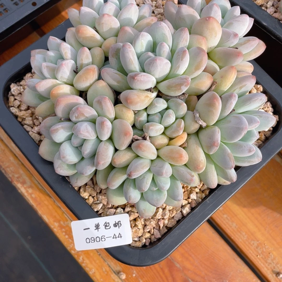 盛*?0906-44-香水,,,,,