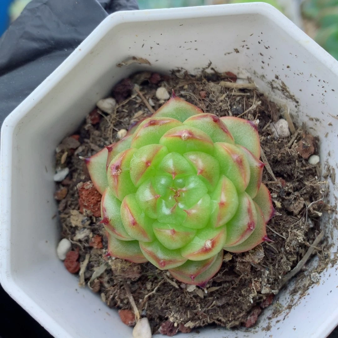 58包邮  群生不包整露华67