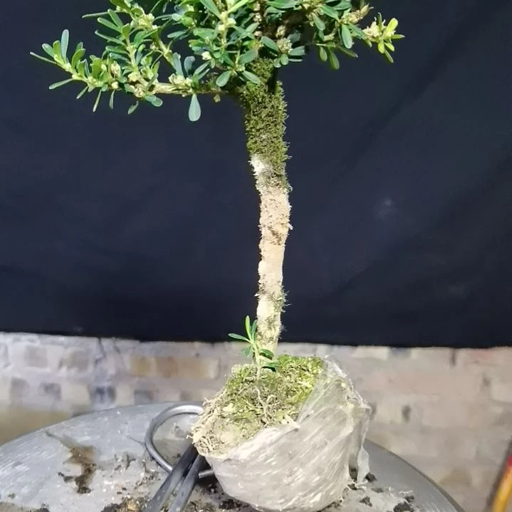 阿***杰无花朵贵州小叶水黄杨
