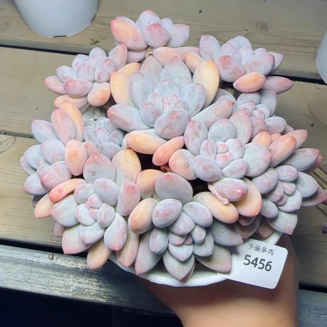 小脸香水群，5456多肉植物