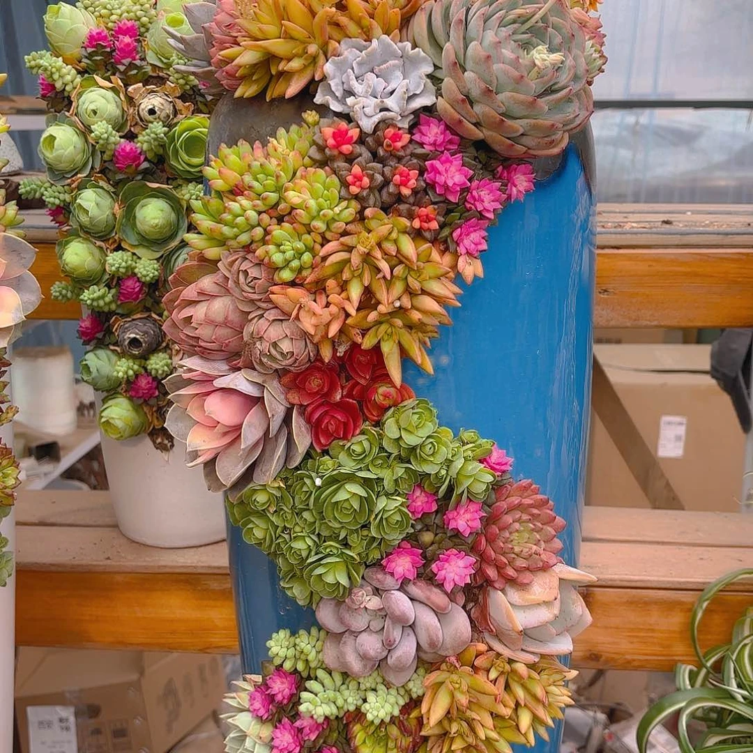 白色龙凤花园多肉