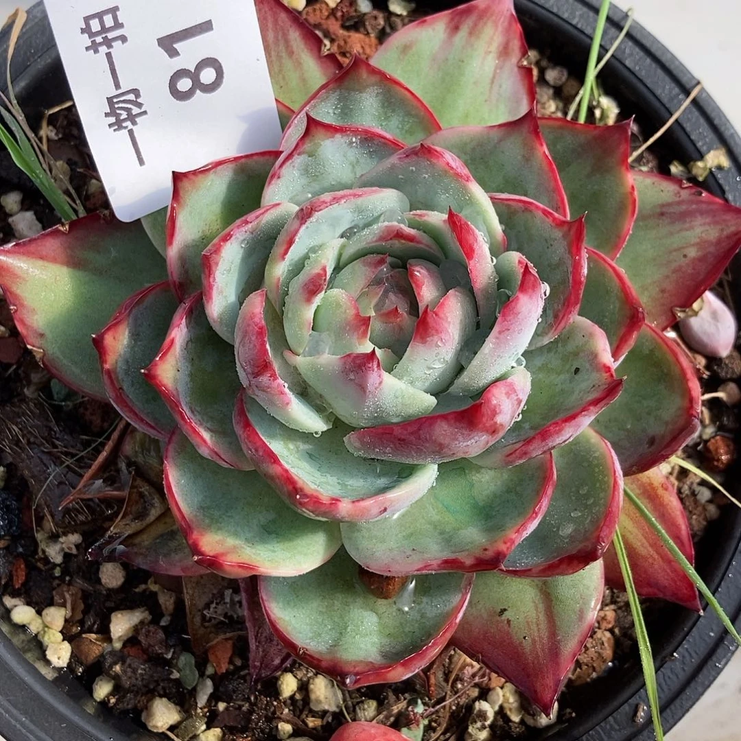 81 一物一拍不退不换