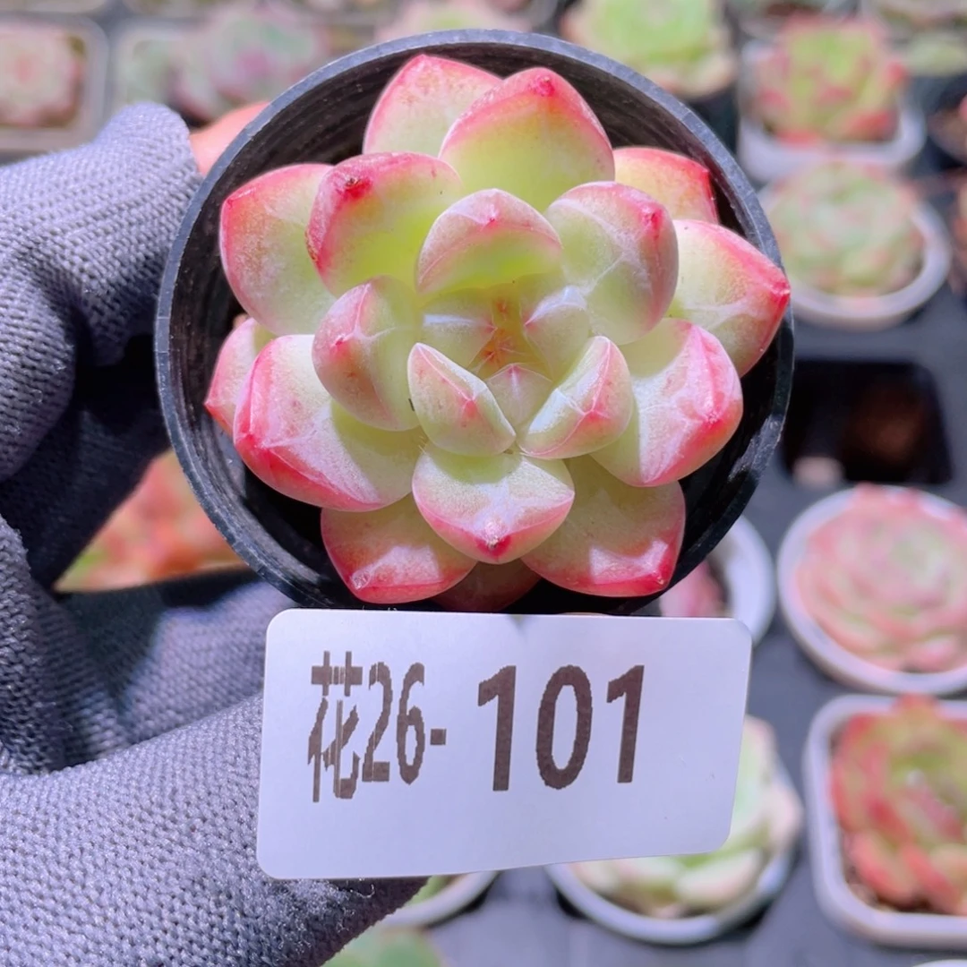 花利美26-101新品