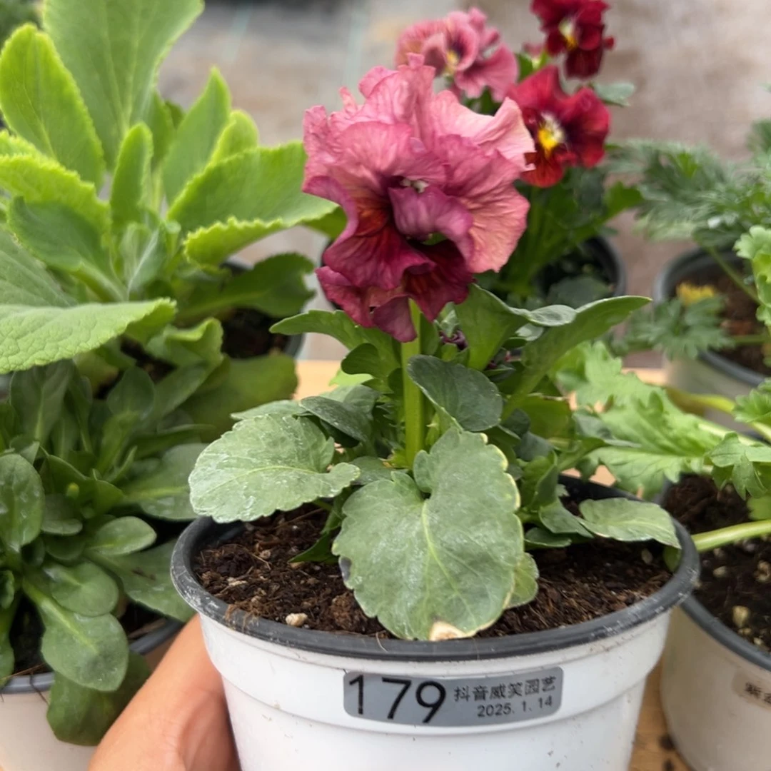 红陶抖音威笑直播间闪拍179