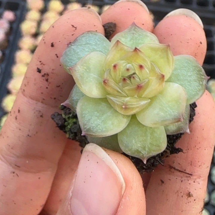 527号   新品  珍妮