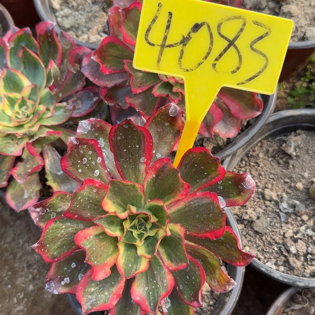 4083---魅影多头多肉