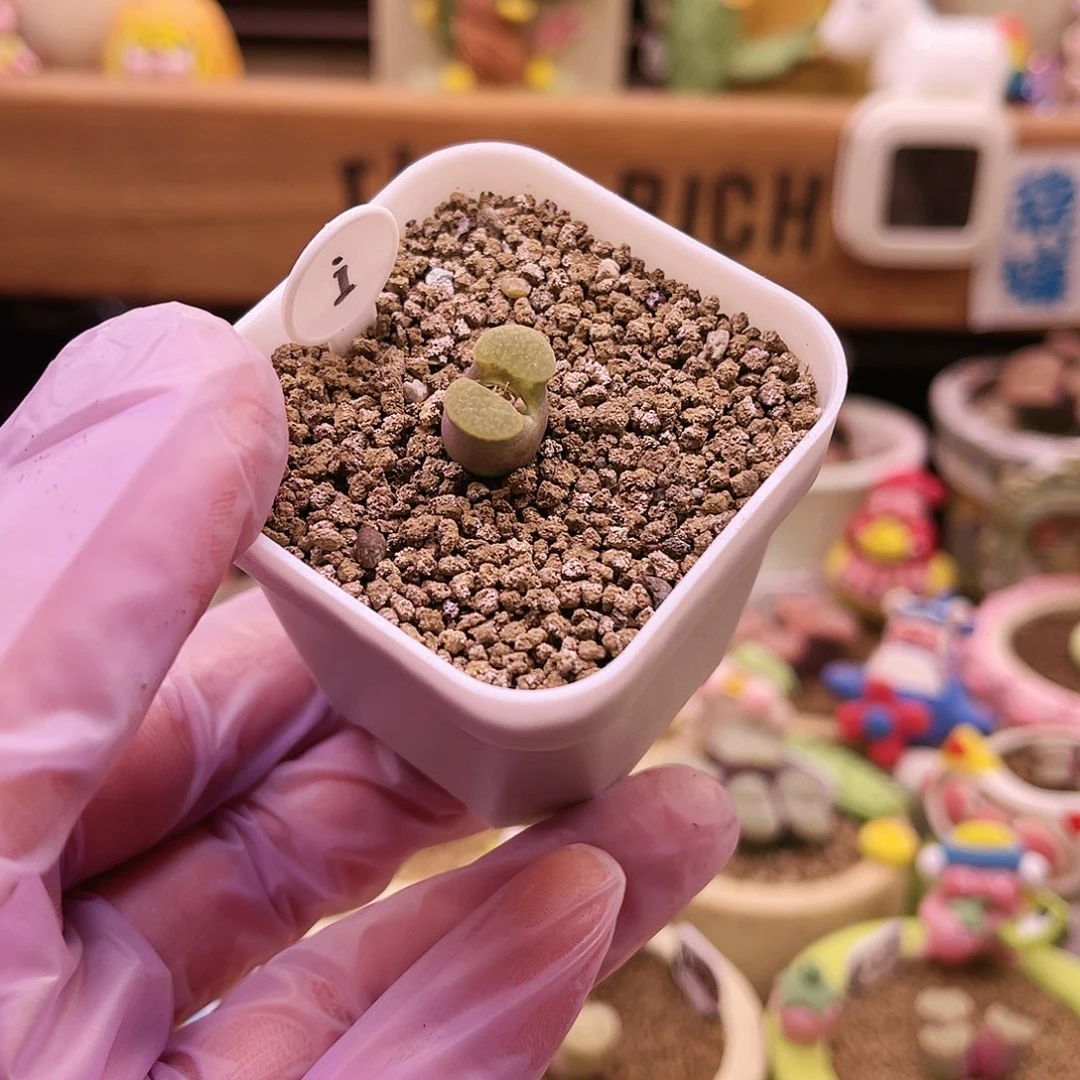 i号果冻色雪花窗banke磁铁风玲