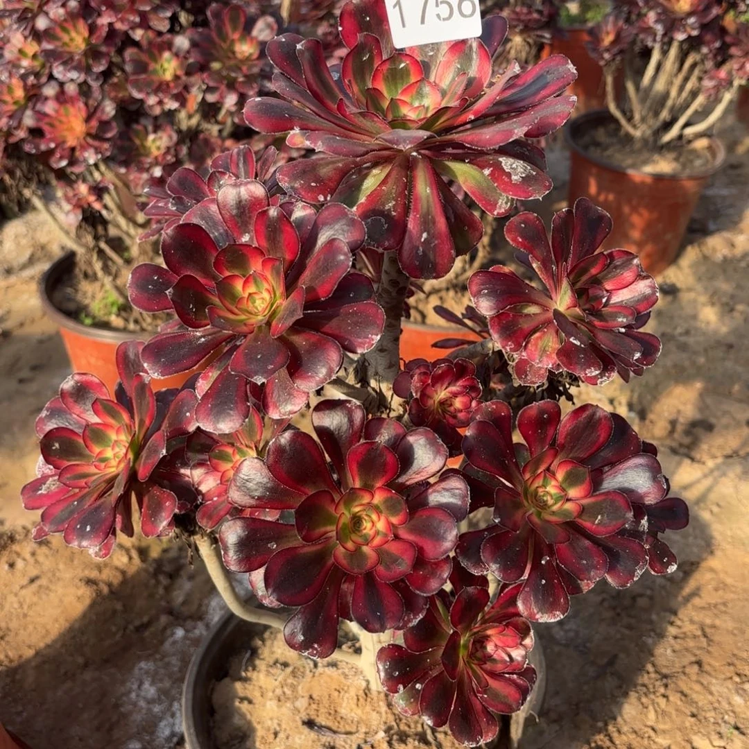 香奈儿一物一拍1756二号棚