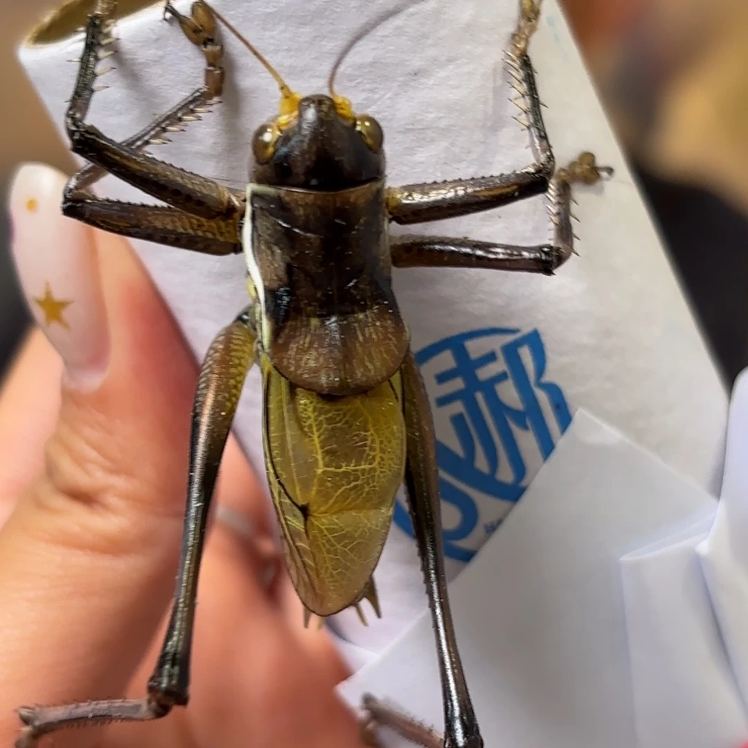 模***理蝈蝈蝈蝈福福价格